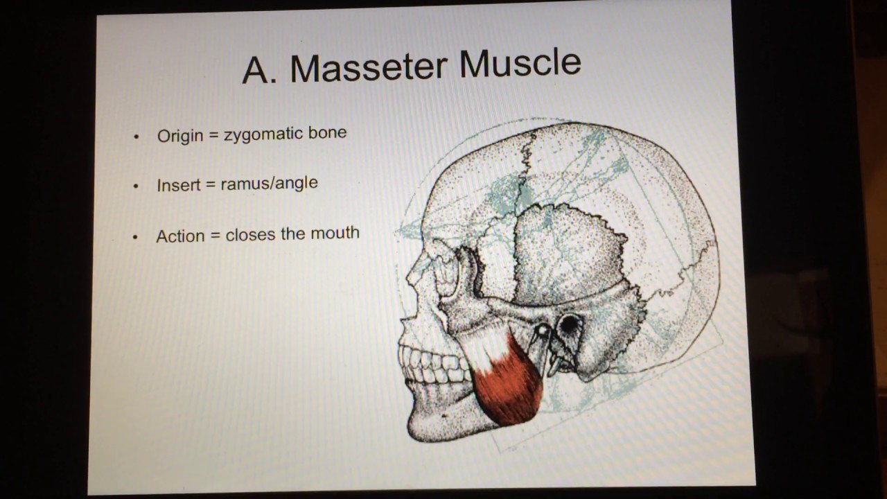 Muscles of Mastication YouTube