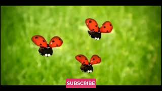 The Secret School of Mama Beetle: Watch How Insects Learn! 📚🐞