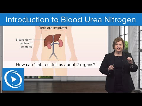 Introduction to Blood Urea Nitrogen (BUN) Test – Med-Surg | Lecturio Nursing