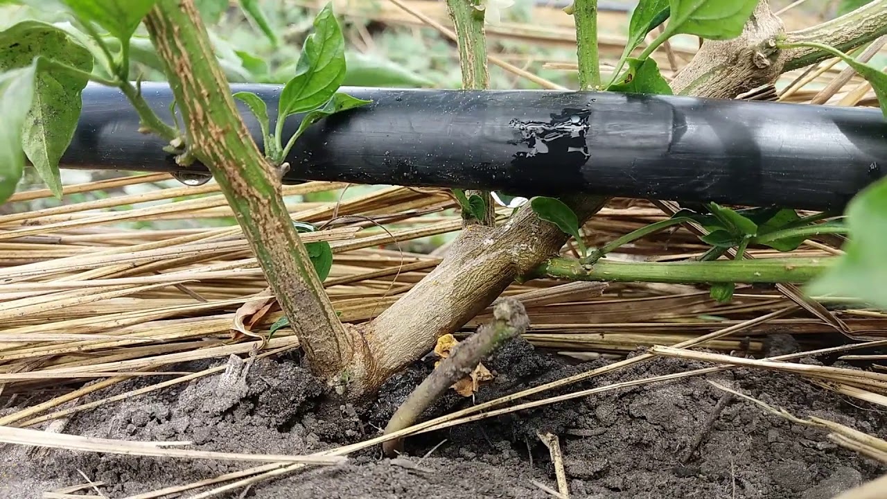 Drip irrigation system for pepper YouTube