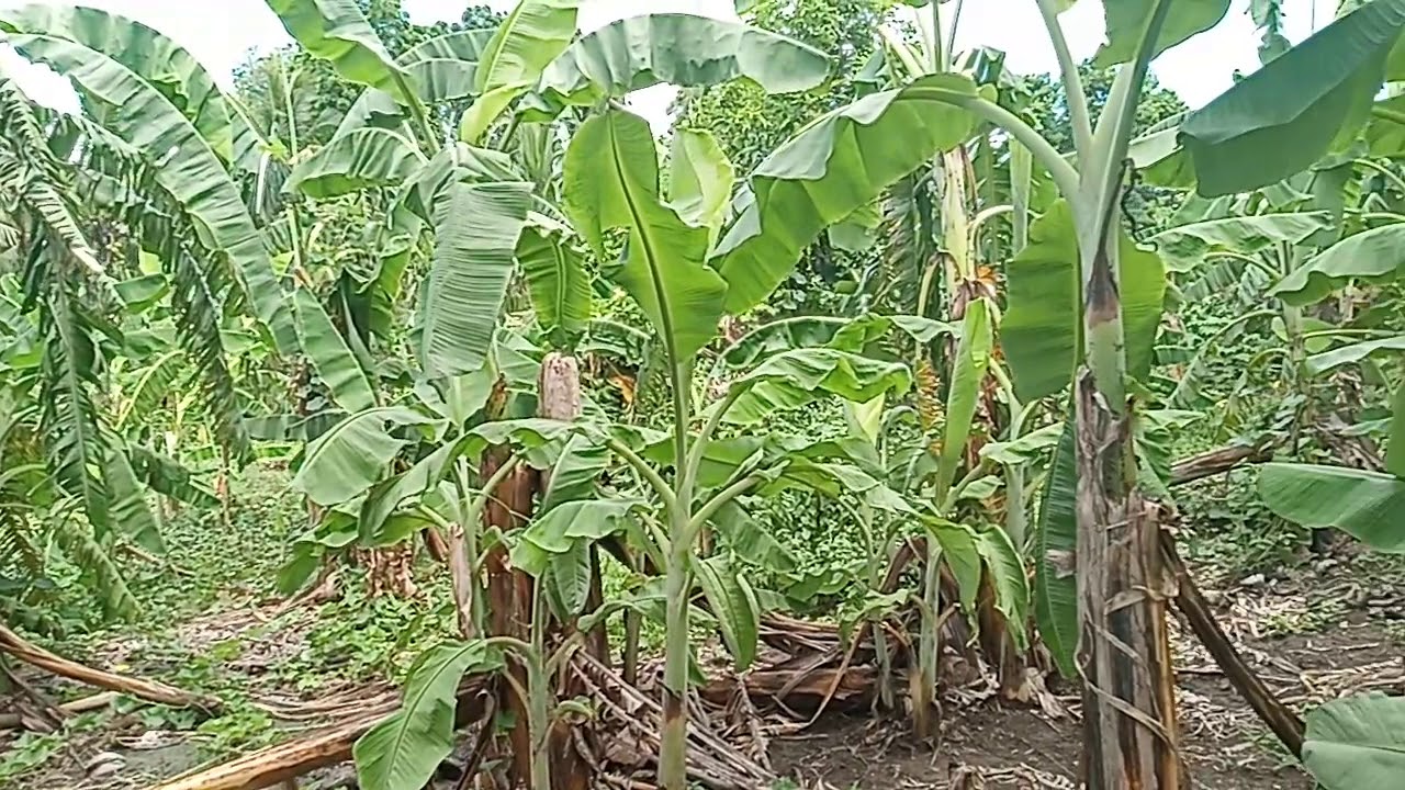 Farm lot to Residential