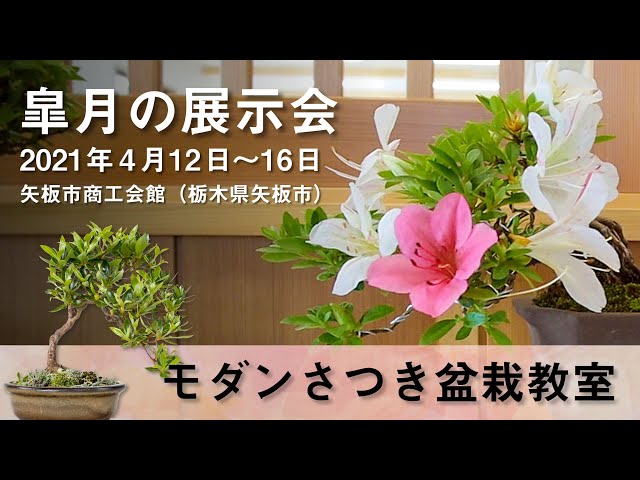 皐月の展示会】モダンさつき盆栽教室展示会 in栃木県矢板市 - YouTube