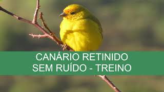 CANÁRIO RETINIDO - TREINO - SEM RUÍDO screenshot 4