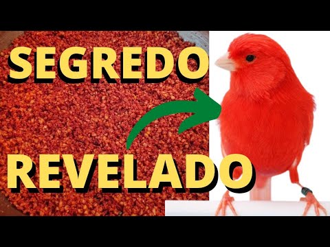 SEGREDO REVELADO: COMO TER CANÁRIOS BEM VERMELHOS? QUAL A MELHOR FARINHADA PARA PIGMENTAR?