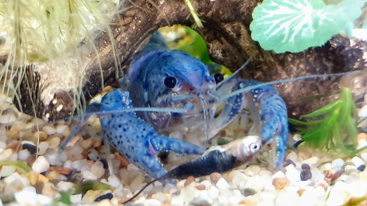 螯蝦會吃孔雀魚嗎 Youtube