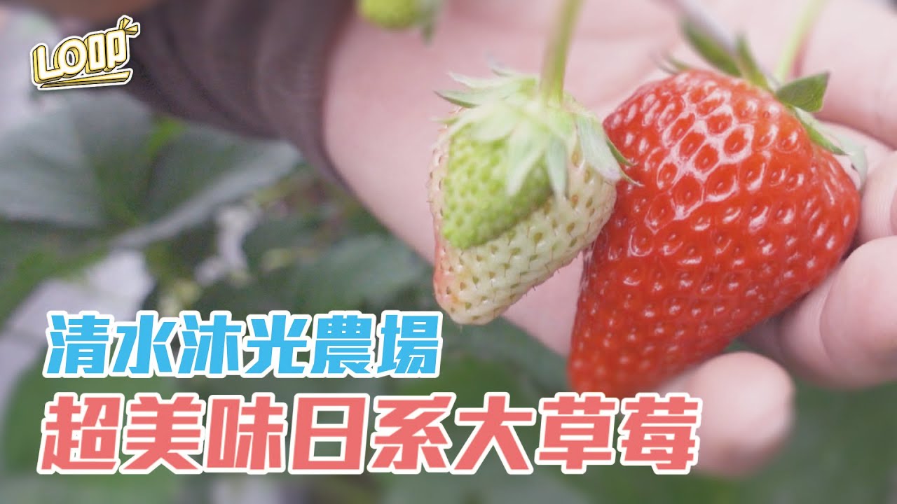不出國在台中就能吃到日本大草莓？！🍓🍓🍓　台中清水沐光農場｜Lo叩地方報