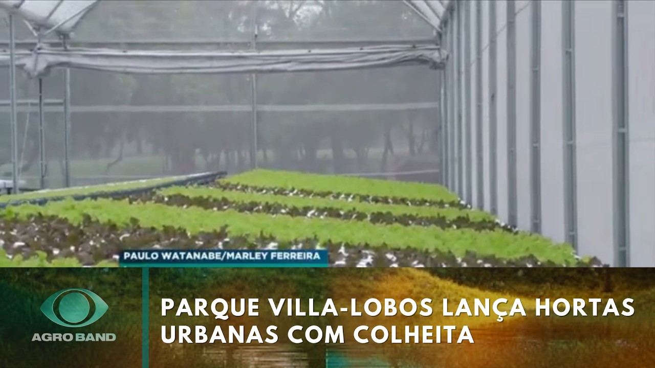 Parque Villa-Lobos lança hortas urbanas com colheita e venda | Agro Band
