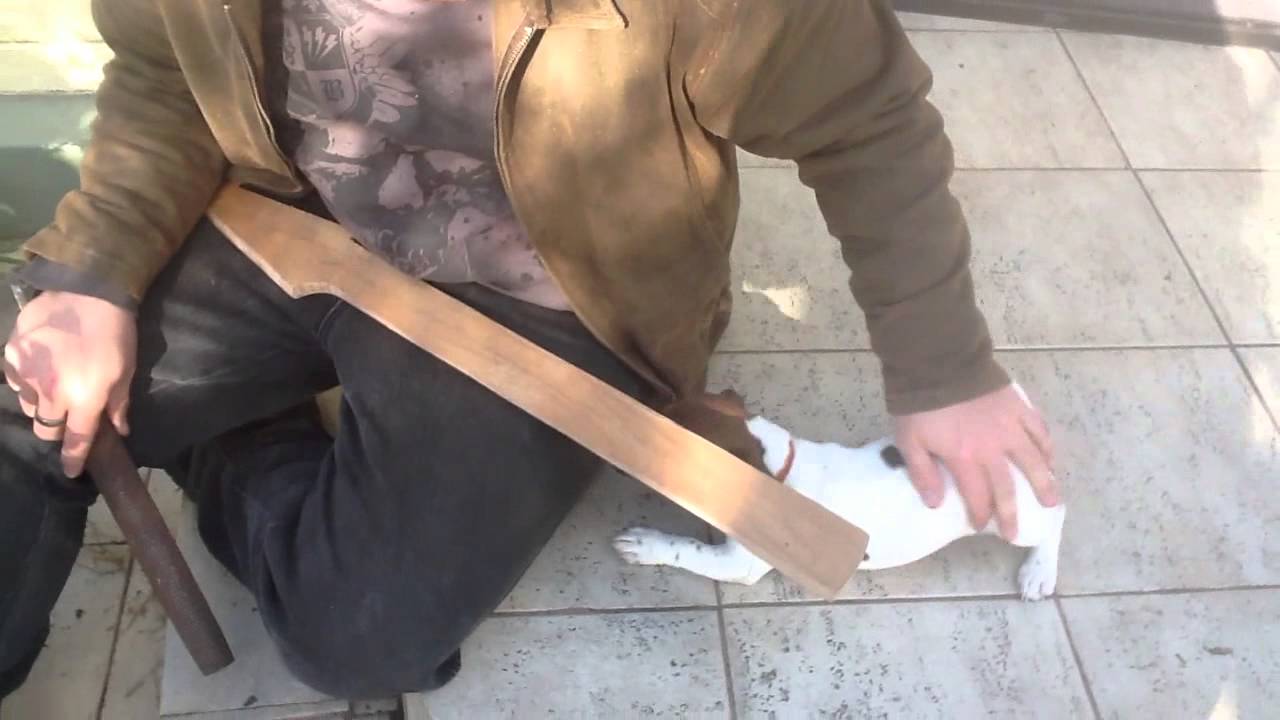 100th Video Special - PUPPIES!!!