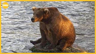 Fat Bear Week voting begins