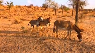 Desert Village Life: Donkey Breeding & Grazing Routine 🌵🐴