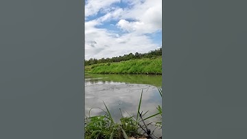 #shorts trình tày vlog câu lure cá lóc câu cá giải trí #76 #fishing #cauca #vlog