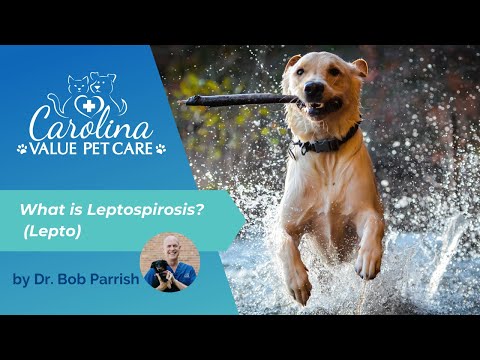 Video: Leptospirosi nei cani