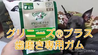 グリニーズ®プラス アリスにあげてみました。イタグレ・アリス（犬の歯磨き）