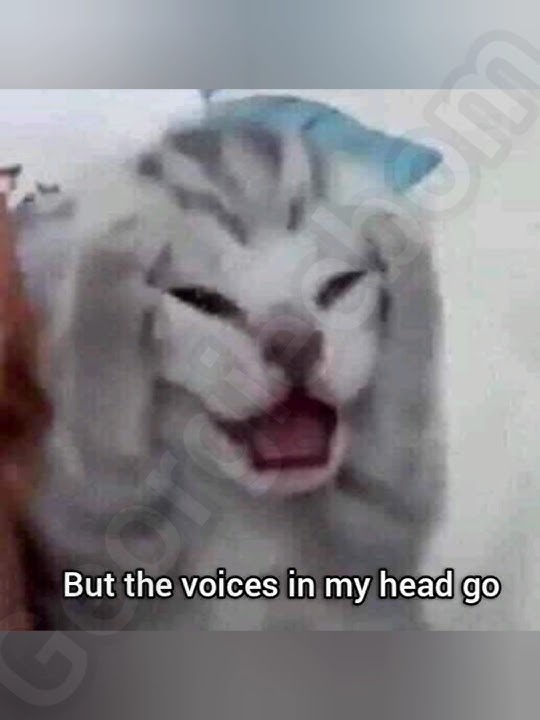 I know i should sleep but the voices in my head go #georgieebom #cat #funny #fyp #meme