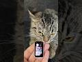 Hp kecil buat kucing merek huawei  kucing kucinglucu cat kitten catlover