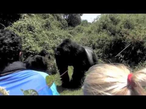 Video: Melihat Gorillas Dan Menyimpan Wang Di Rwanda [Suara Komuniti] - Rangkaian Matador