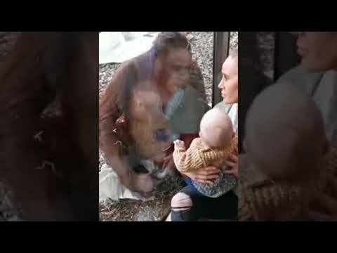 Orangutan Peacefully Watches Mother and Her Baby || ViralHog