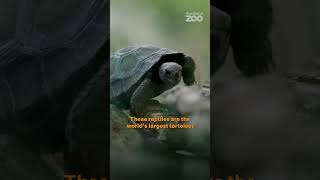 Galápagos tortoises growth. @aucklandzoo