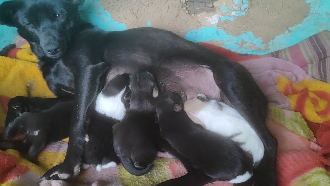#baby puppies are growing which breed is this? 