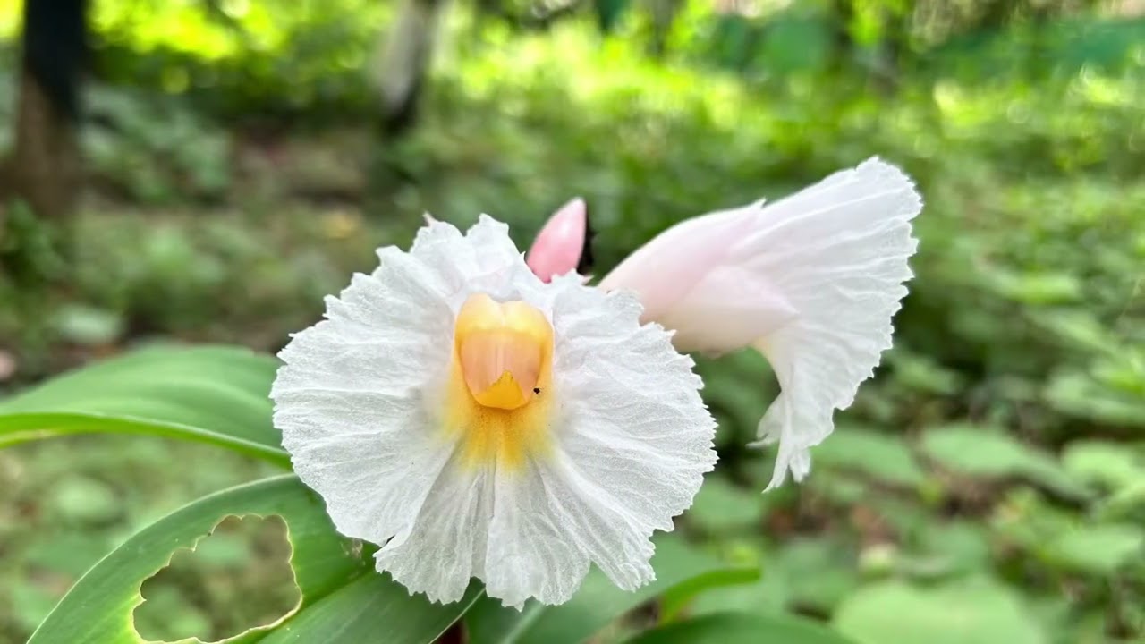 || GREEN GEM HOTELS AND RESORT || REAL OWNERSHIP || REAL DEVELOPMENT || REAL RETURNS ||