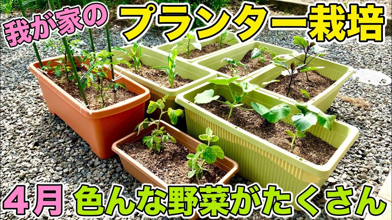 4月 家庭菜園 我が家のプランター栽培 色んな種類の野菜を育ててます Youtube