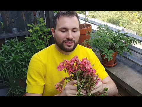 Video: Hoe lewisia zaadlob te laten groeien?