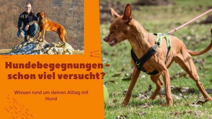 STOSSSTANGENSCHUTZ - Jacky's Shop Das Kompetenzcenter rund um den Hund