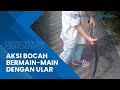 Viral Video Aksi Bocah Kelas 2 SD di Kuningan Miliki Hobi Bermain-main dengan Ular