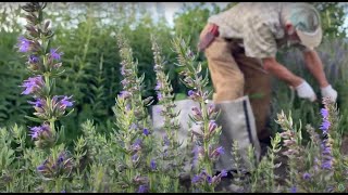How to Grow and Harvest Hyssop with Michael Pilarski 