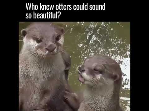 otters-beautiful-singing-😊