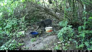 Trailcam 037 Cat checking out food bowls