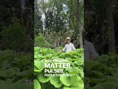 Vídeo: Arbusts perennes per a l'ombra - Trobeu un arbust de fulla perenne amant de l'ombra per al jardí