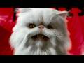 Cats Dogs But Only Mr Tinkles 
