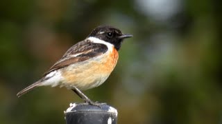 Bramborníček černohlavý, European stonechat, Schwarzkehlchen, Roodborsttapuit,Tarabilla común,