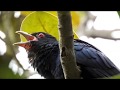 Asian Koel Bird Male Singing