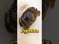 ノコギリガザミ【マングローブガニ】塩茹で捌き #ノコギリガザミ #ドウマンガニ #マングローブガニ