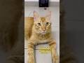 Advise from cat 🐱 #cat #catshorts #funnyshorts #catlovers