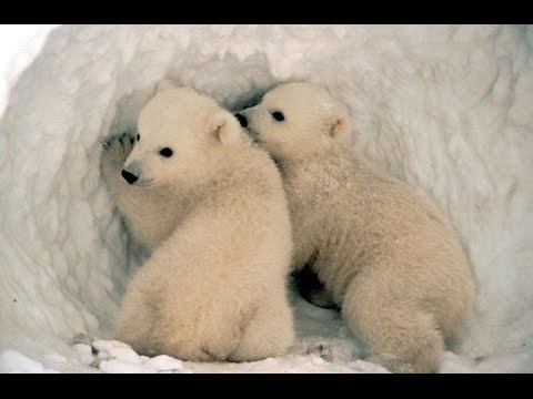 Вся правда о полярных медведях! Документальные фильмы, фильмы про животных