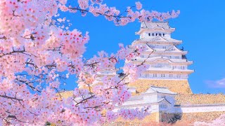 4K映像 桜の名所「姫路城の桜」Japan Cherry Blossom  Himeji Castle 世界文化遺産 日本の四季 春 兵庫県姫路市 4月上旬 お花見 絶景自然風景 観光旅行 8K撮影