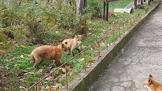 Foxes in The Park!