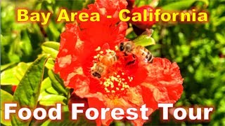 Charles malki, biologist & plant expert from http://ivorganics.com/
shares a tour of food forest in the bay area, specifically walnut
creek. this video ...