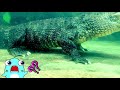 サメニンと鳥羽水族館へ行こう！後編！鳥羽水族館でジュゴンやワニやカメをみたぞ！