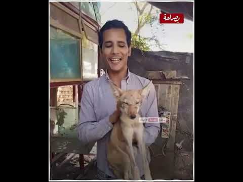 ذئب صحراوي وشايله زي الكلب فى حضنه أغرب أنواع الحيوانات المف ترس ة فى سوق الجمعة
