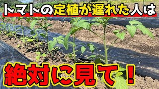 【トマト】定植が遅れても『これ』するだけで大きなトマトが採れる秘訣を紹介します。【家庭菜園】