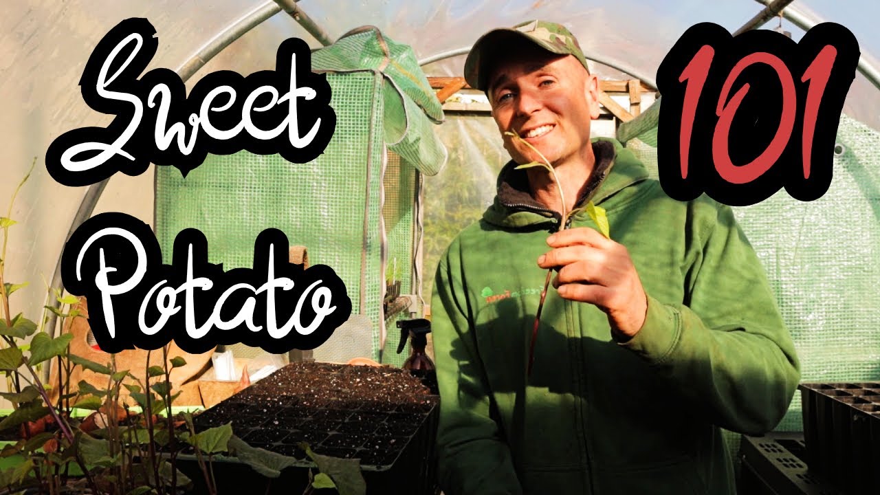 EVERYTHING You NEED To Know About Propagating SWEET POTATOES