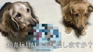 【ダックスフンド】知育玩具はお気に召しますか？