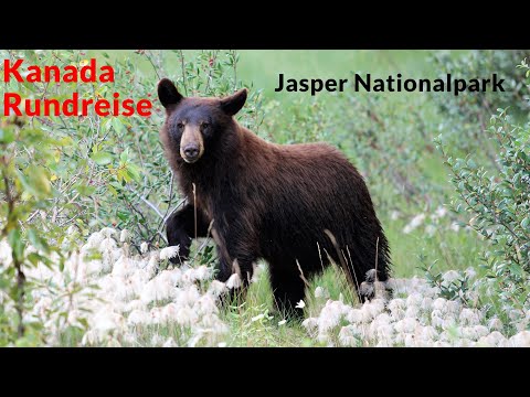 Video: 11 Episka Vyer Som Du Bara Hittar I Jasper, Kanada - Matador Network