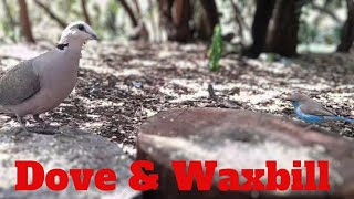 CaT TV 49~ Watch an Interesting Dove & Waxbill moment in a Game Reserve in South Africa