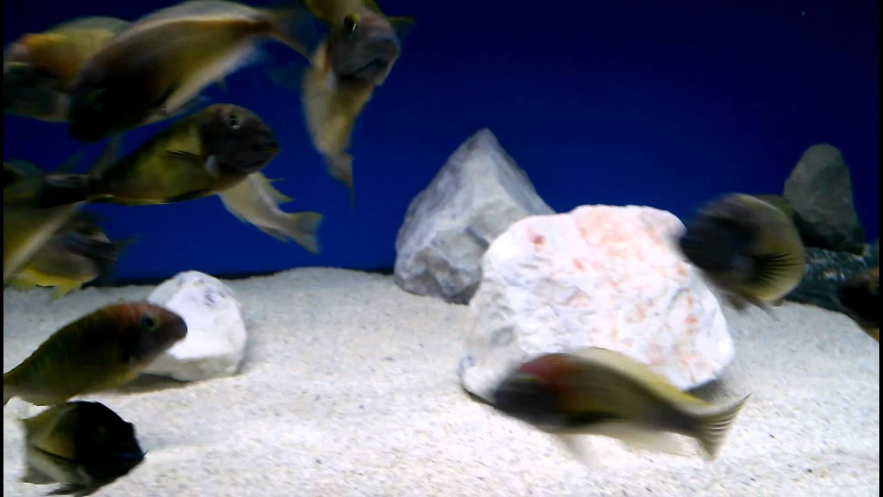 official secrets WC Tropheus Moorii 