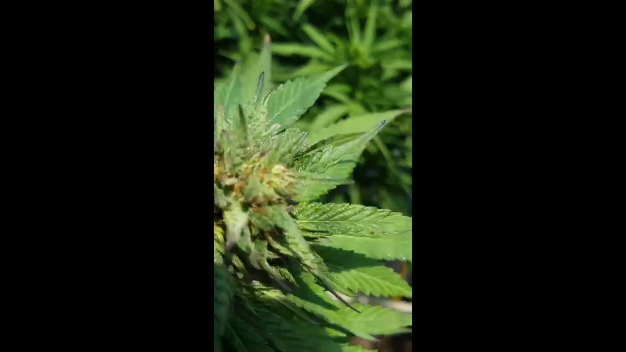 Cannabis caterpillar damage
